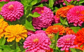 Annual Flowers Top 10 Best Annual Flowering Plants for Garden