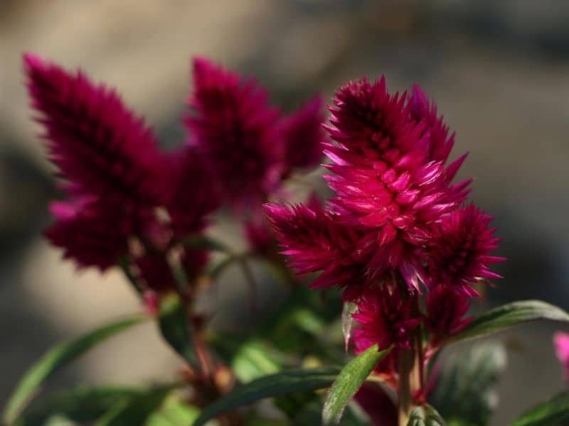  Annual Flowers deep-purple-celosia 4