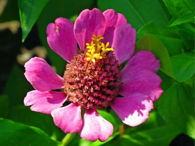 pink-zinnia-flower 5