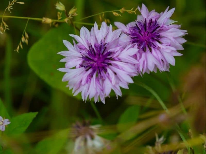 purple-cornflower 8