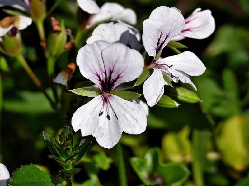 Annual Flowers white-geranium-plants 1