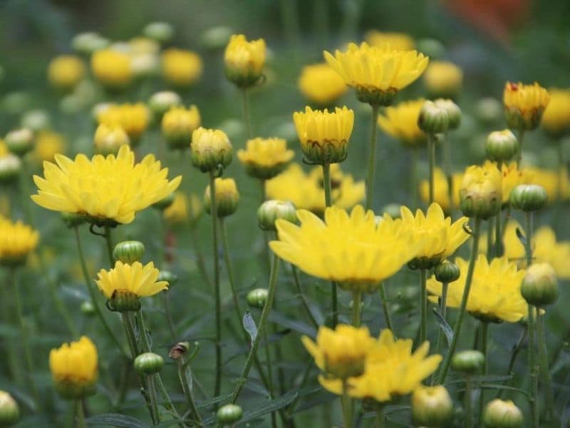 yellow-chrysanthemum 6