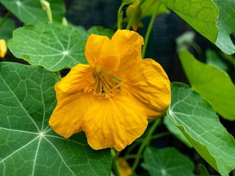 yellow-nasturtium-flower 10